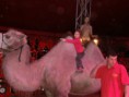 /album/cirkus-orginal-berousek/a047-cirkus-berousek-jpg/